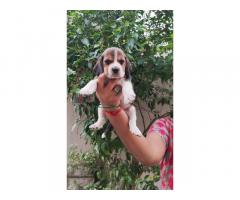 Beagle female puppies try color available
