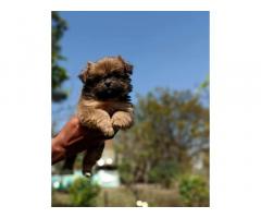 Exotic color Shihtzu female pup available