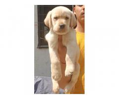 Labrador male puppy available in Pune