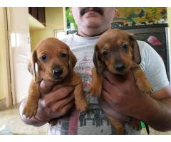 Quality Dachshund Puppies available for Sale