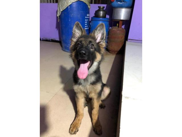 German Shepherd Available for Sell - 1/2