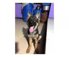 German Shepherd Available for Sell