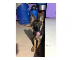 German Shepherd Available for Sell