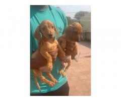 Dachshund Dog Puppies ready for new Home
