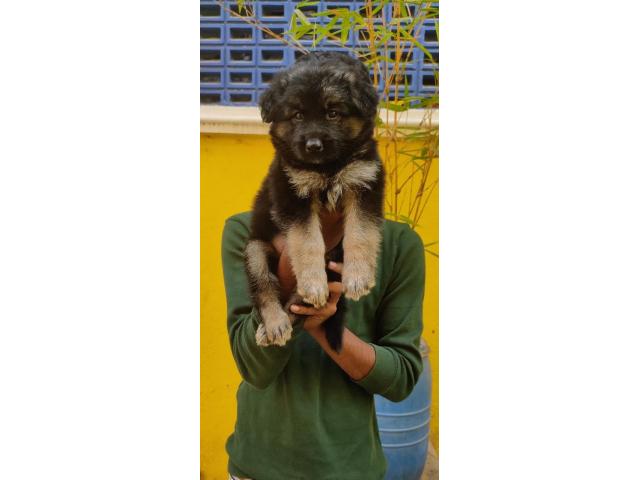 German Shepherd Puppies Available for Sale Chennai - 1/1