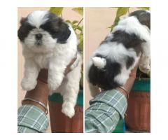 Show Quality ShihTzu Male Puppy Available