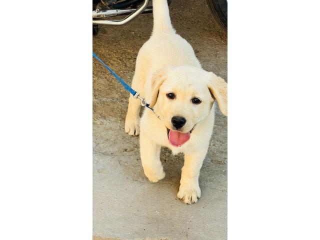 Top Quality Labrador Female Available - 1/3