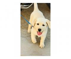 Top Quality Labrador Female Available