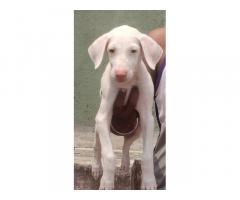 Rajapalayam male puppy available in Chennai