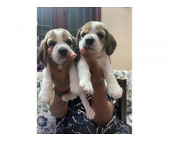 Beagle female Puppy available