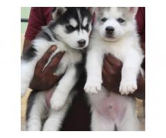 Siberian husky blue eyes puppies
