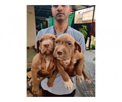 Pitbull stud male puppy available in Pune