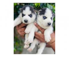 Dark blue eyes husky female and male available