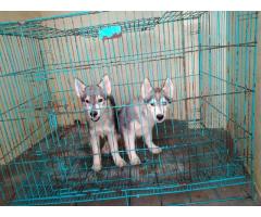 Siberian Husky female puppy available in pune