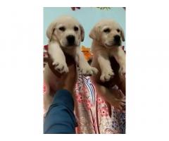 Labrador puppies available in faridabad