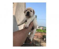 Labrador show quality male puppy available