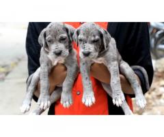 Great Dane Puppy for sale in Bangalore, Buy Online, Price