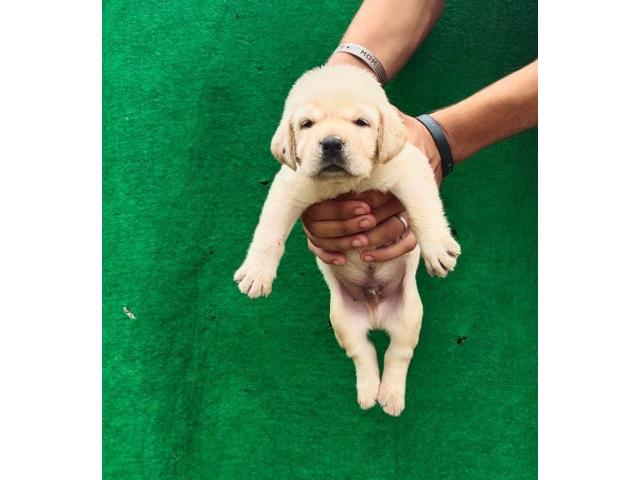Labrador male & female puppy available - 1/2