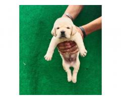 Labrador male & female puppy available - 1