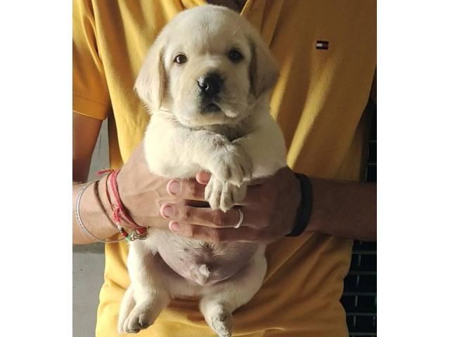 Labrador male & female puppy available - 2/2