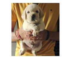 Labrador male & female puppy available - 2