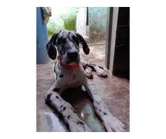 Great Dane Puppy for Sale in Mumbai, Buy Online, Price