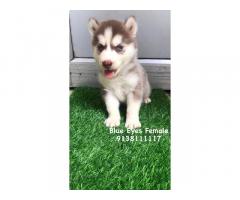 Husky Puppy for sale in ambala