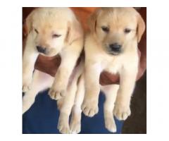 Labrador Dog For Sale Delhi, Buy online, Price