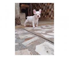 French Bulldog male  puppy available