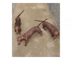 Show quality Dachshund female puppies available 