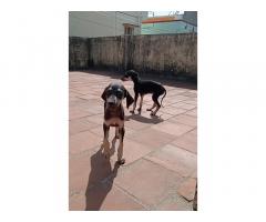Kanni female puppies available in Chennai
