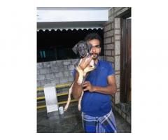 Top quality kanni female puppy available