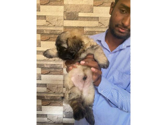 Golden Lhasa Apso Puppies Available - 2/3