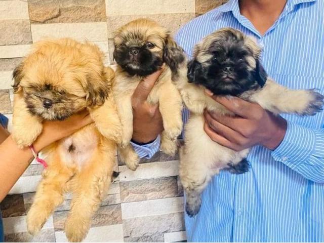 Golden Lhasa Apso Puppies Available - 3/3