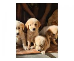 Extraordinary Quality Double Bone Dark Golden Retriever Puppies Available