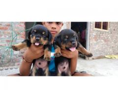 Rottweiler Price in Azamgarh, For Sale, Buy Online