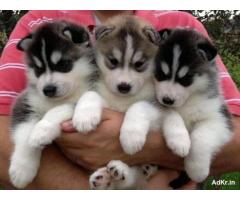 #Siberian husky puppies male and female