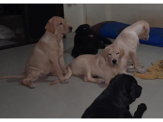 Labrador male female puppy available - 1/3