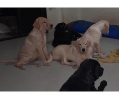 Labrador male female puppy available