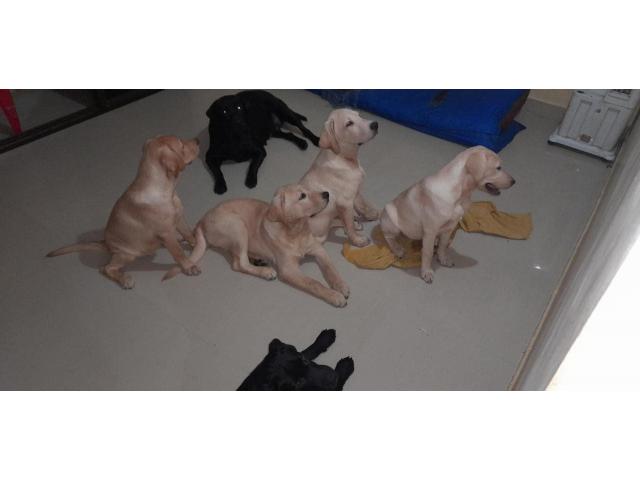 Labrador male female puppy available - 2/3