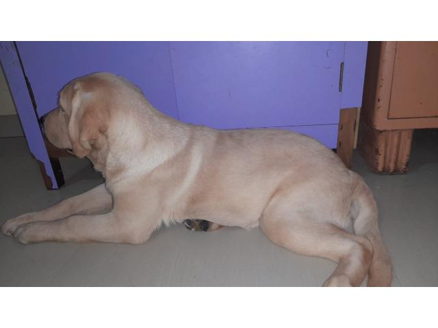 Labrador male female puppy available - 3/3
