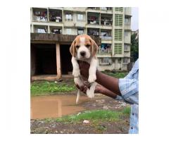 Top Quality Beagle male Puppies available for loving homes