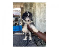 Lhasa Apso Male Puppy