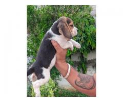 Beagle 2 male 2 female pupps available location khanna city punjab