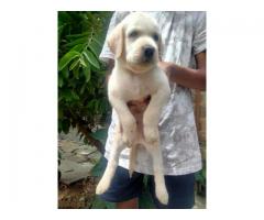 Labrador male female puppies available in Pune