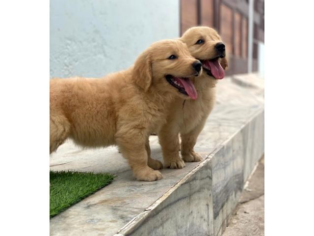 Golden retriever lovers Top quality puppies ready for new home - 1/1
