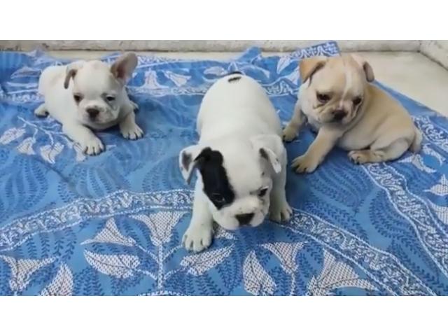 French bulldogs male puppies available in Pune - 1/1