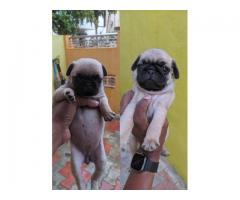 Pug female and male puppy available