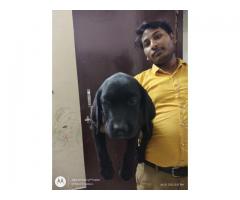 Labrador puppy available in Lucknow