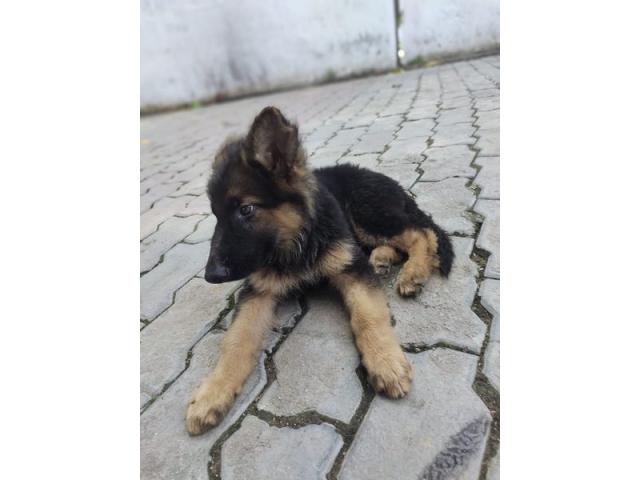 German Shepherd long coat male available for sale in Lucknow - 1/1